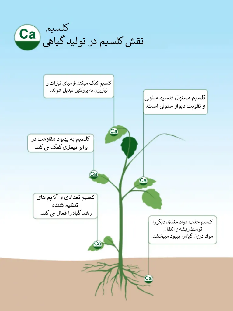 نقش کلسیم در تولید گیاهی