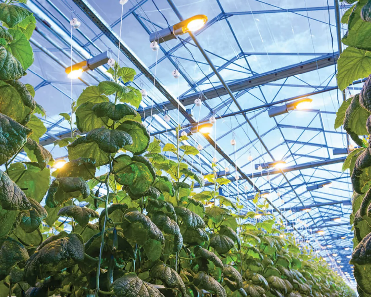 استفاده از نور مصنوعی در گلخانه ها