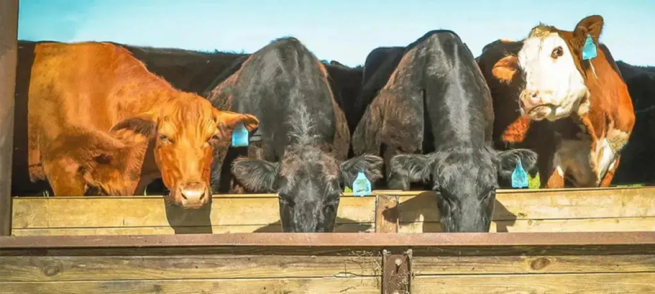 گاوها در حال خوردن علوفه