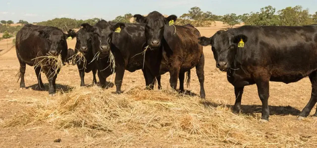 گاوها در حال خوردن علوفه خشک
