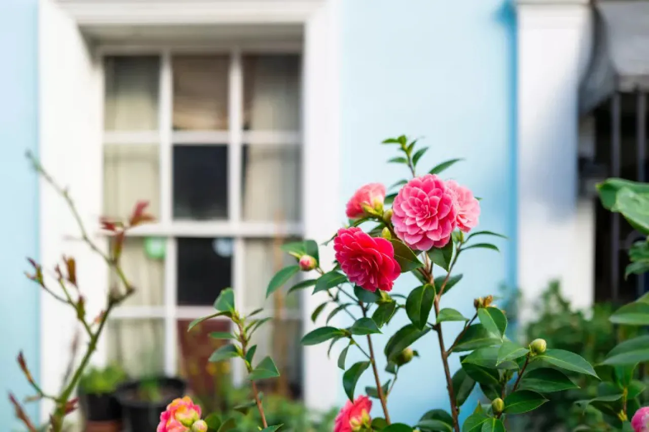 بهترین درختچه زمستانی گلدار برای حیاط خانه