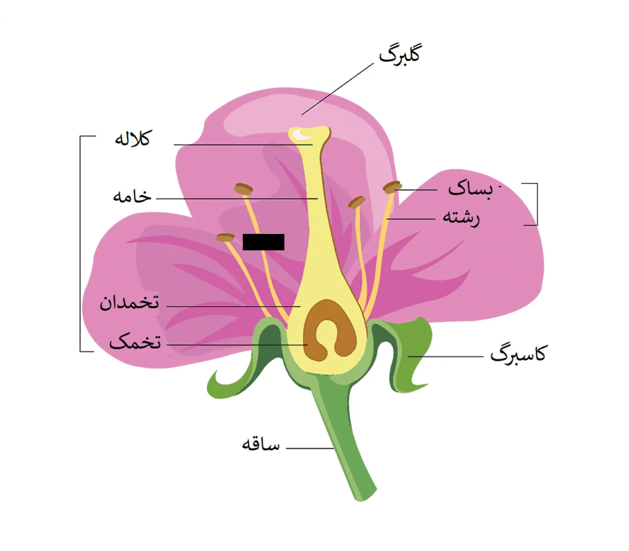قسمت های مختلف گل