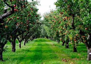 احداث باغ سیب