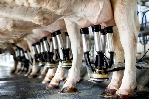 روشهایی برای افزایش شیر گاو