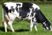 تعیین وضعیت نمره بدنی در گاوهای شیری	  